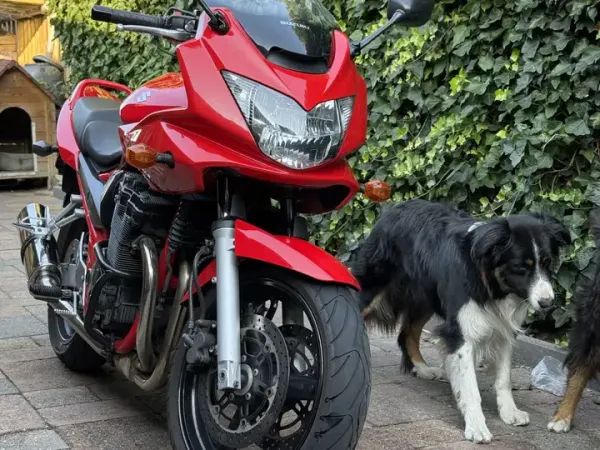 2006 Suzuki Bandit 650 - € 2.000 (1/1)