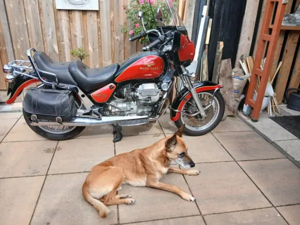 Year unknown Moto Guzzi California - €3,000 · Bidding (1/1)