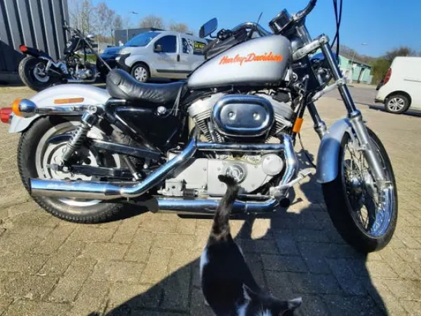 1999 Harley-Davidson Sportster 883 Hugger-Zilver, 1999 - €5,000 · Bidding (1/1)